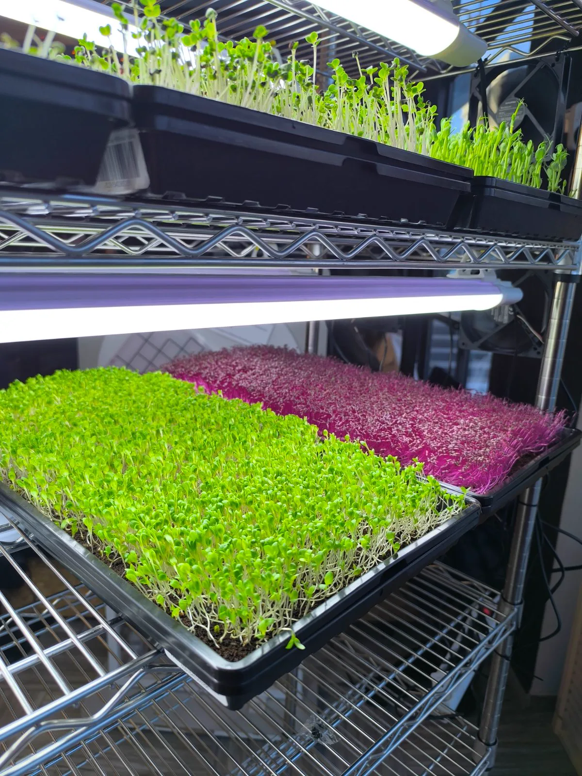 Grow rack trays — EVEC Athens