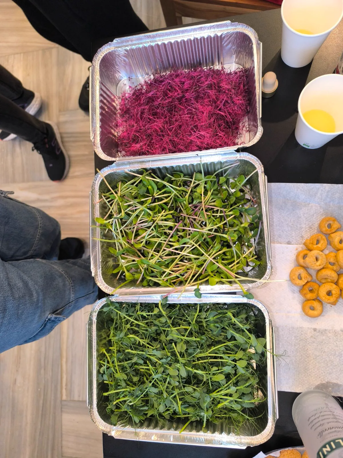 Harvest trays — EVEC Athens