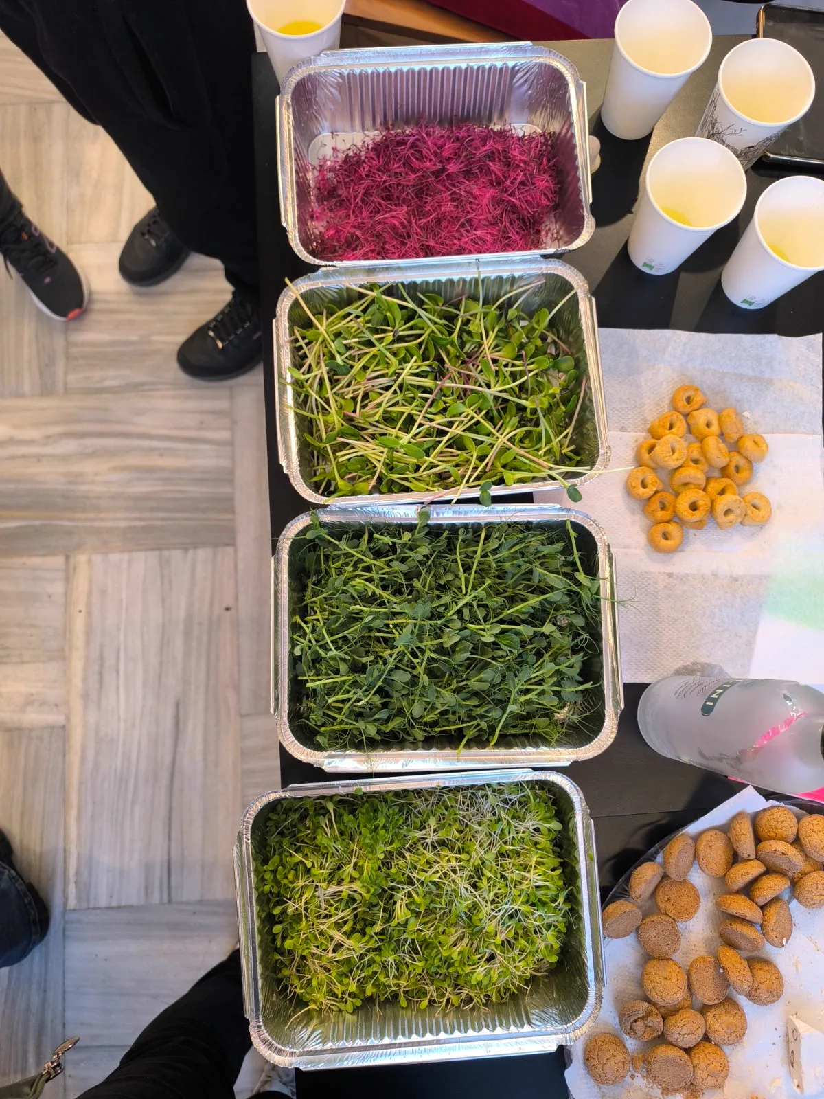 Harvest trays — EVEC Athens