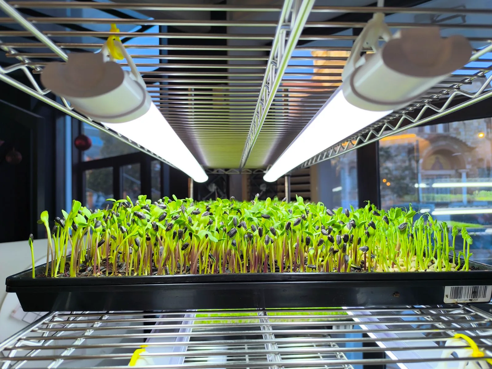 Sunflower tray growlights — EVEC Athens